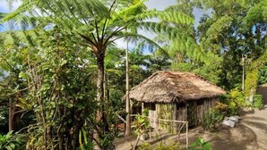 Una cabaña rústica rodeada de abundante vegetación y un sendero de tierra.