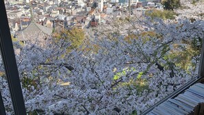 A view of a cityscape with cherry blossoms in the foreground and a bridge in the background. - Onomichi Guest House Miharashi-tei - Hostel (Onomichi)