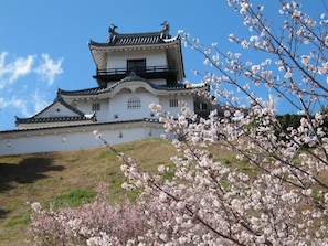 A traditional Japanese castle with a prominent tower and white walls, surrounded by cherry blossom trees.