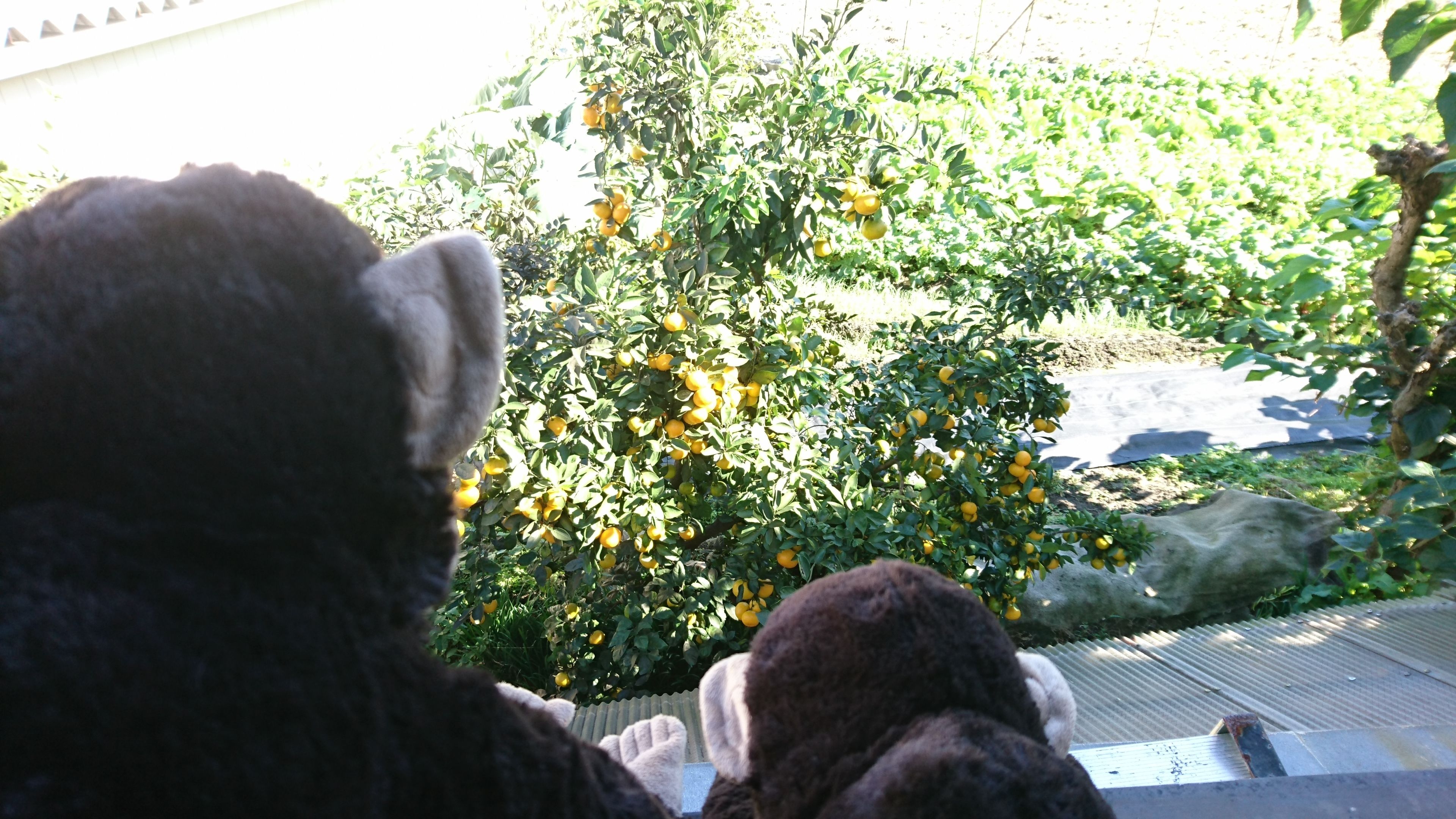 Lägenhet (Lodge Style) | Utsikt från rummet