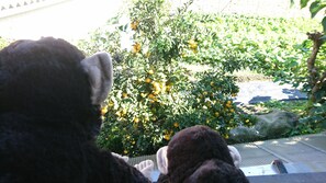 Vista desde la habitación