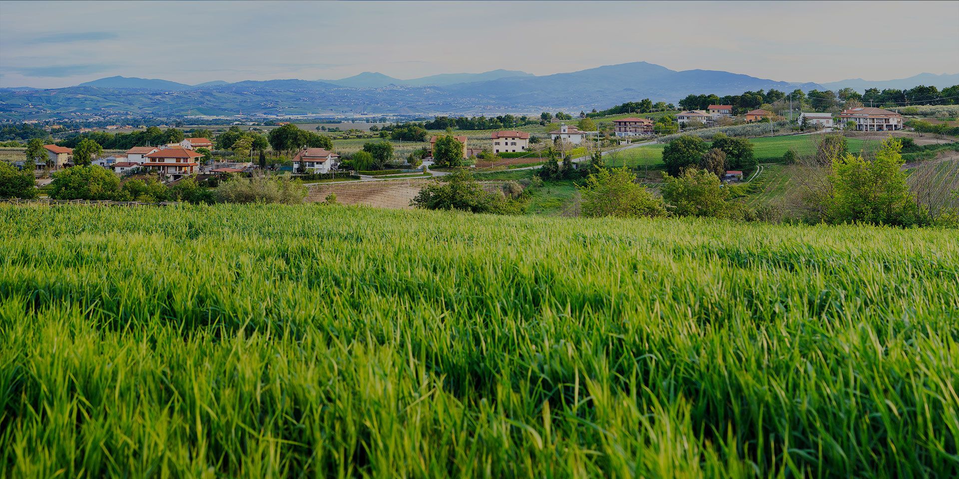 A rural landscape with a field of tall grass in the foreground, houses in the midground, and mountains in the background.