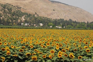 A sunflower field with houses in the background. - Beit Alfa Kibbutz Country Lodging (Gilboa)