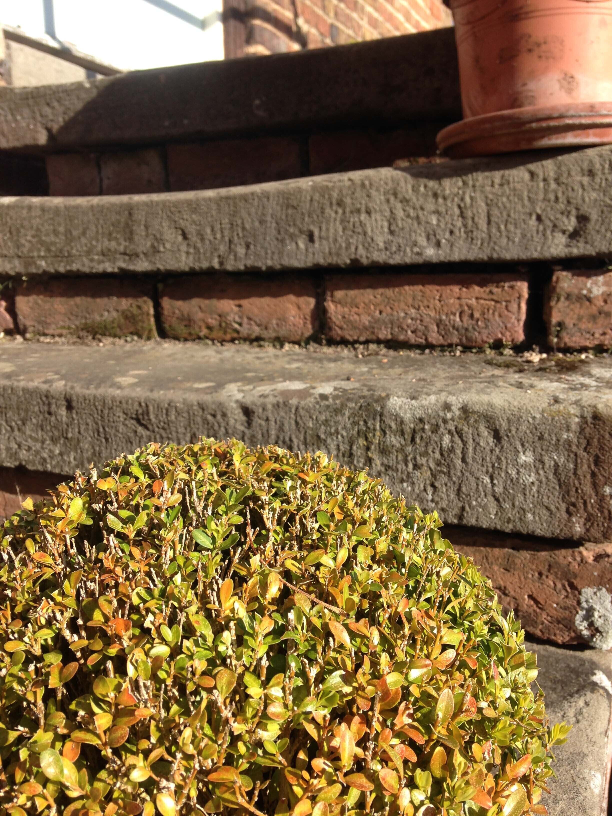 A potted plant on a stone ledge.