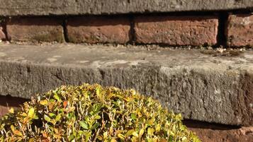 A potted plant on a stone ledge.