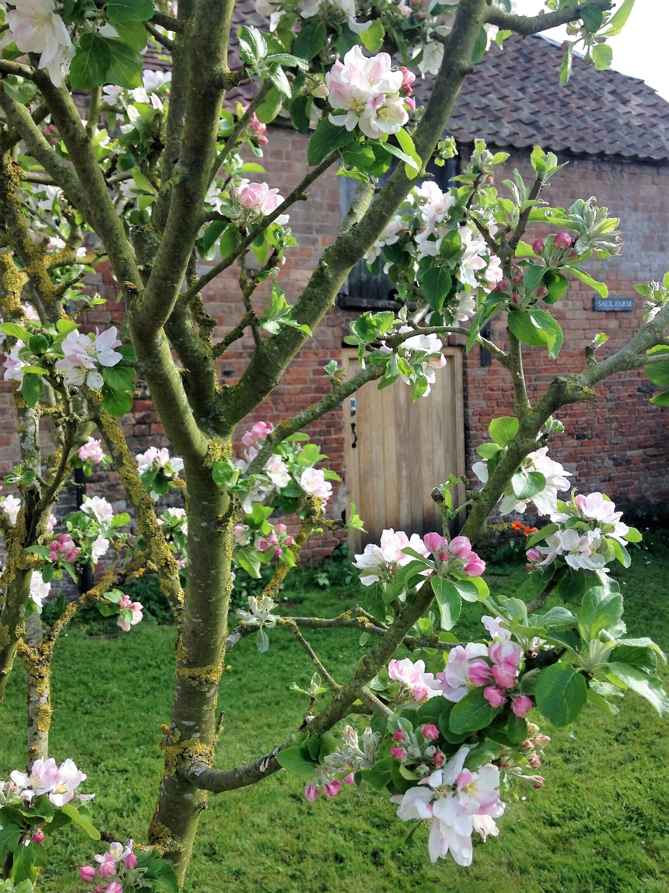 A tree with blooming flowers in a garden area with a brick wall and a wooden gate in the background.