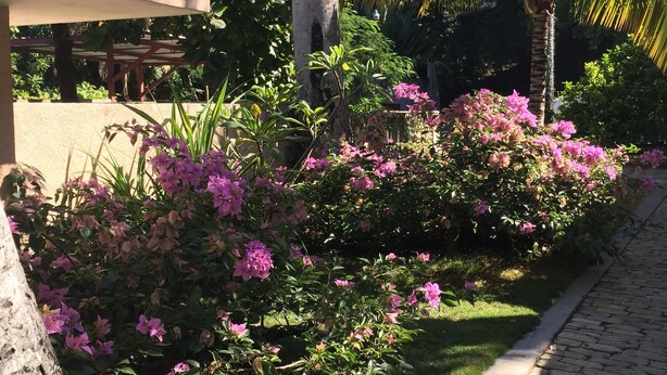 A garden with pink flowers, a palm tree, and a pergola. - Palm Residence (Petionville)