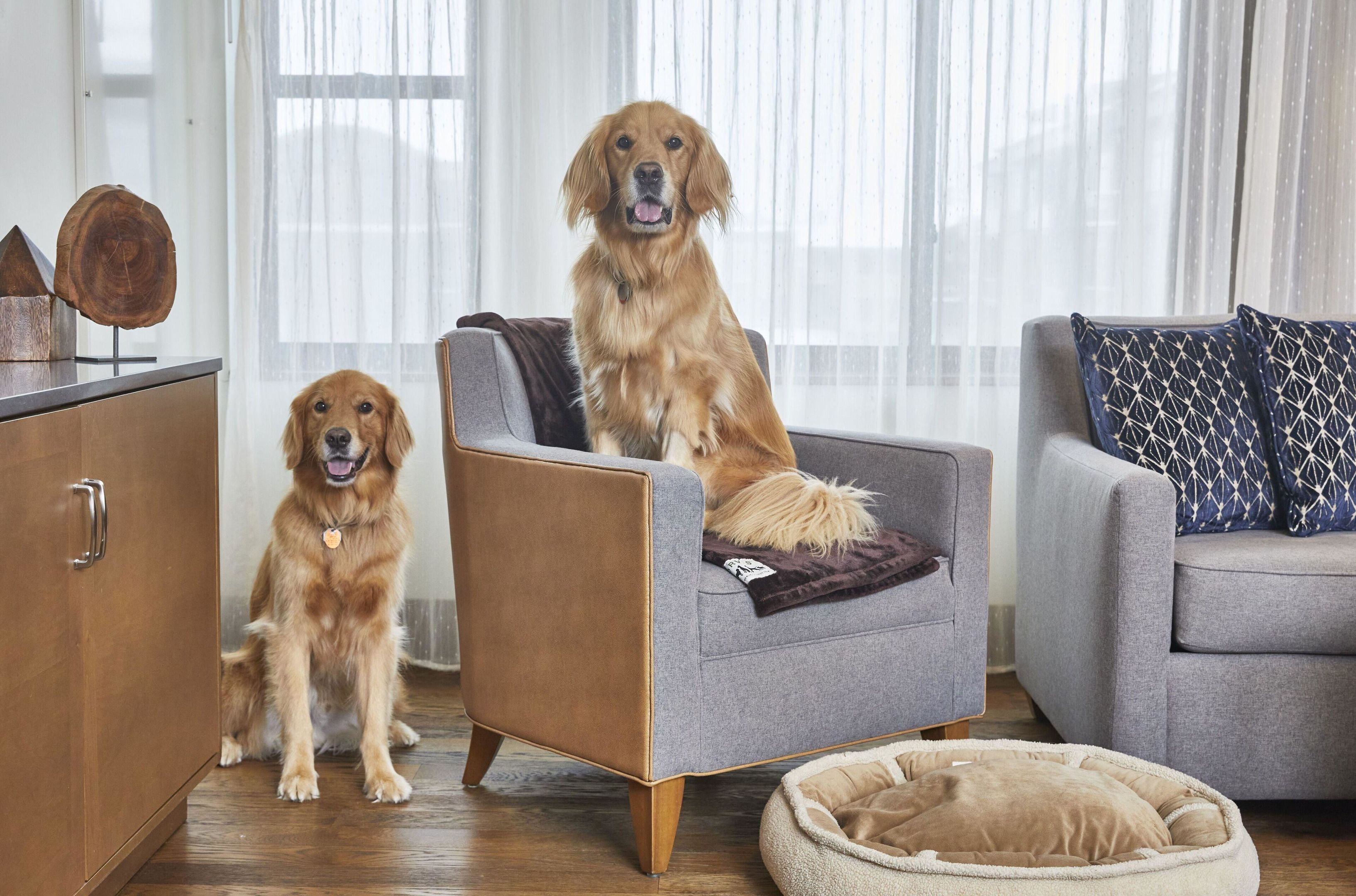 Twee honden in een woonkamer met een grijze fauteuil, een houten kast en een grijze bank met opvallende kussens.