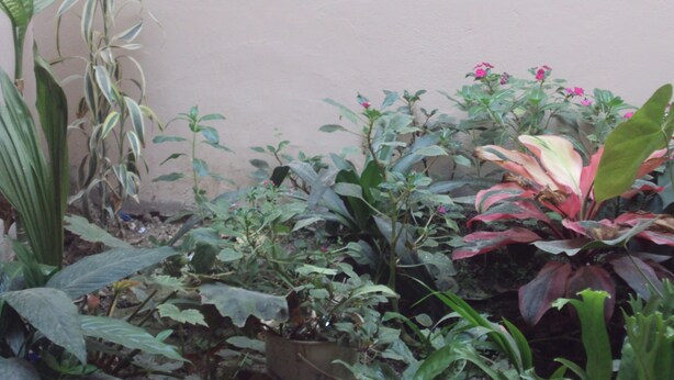 Une variété de plantes en pot disposées devant un mur uni.