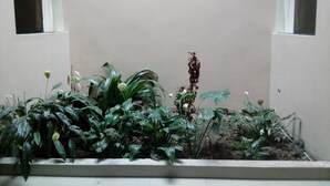 Une cour intérieure agrémentée de différentes plantes et d’un bac à fleurs en béton.