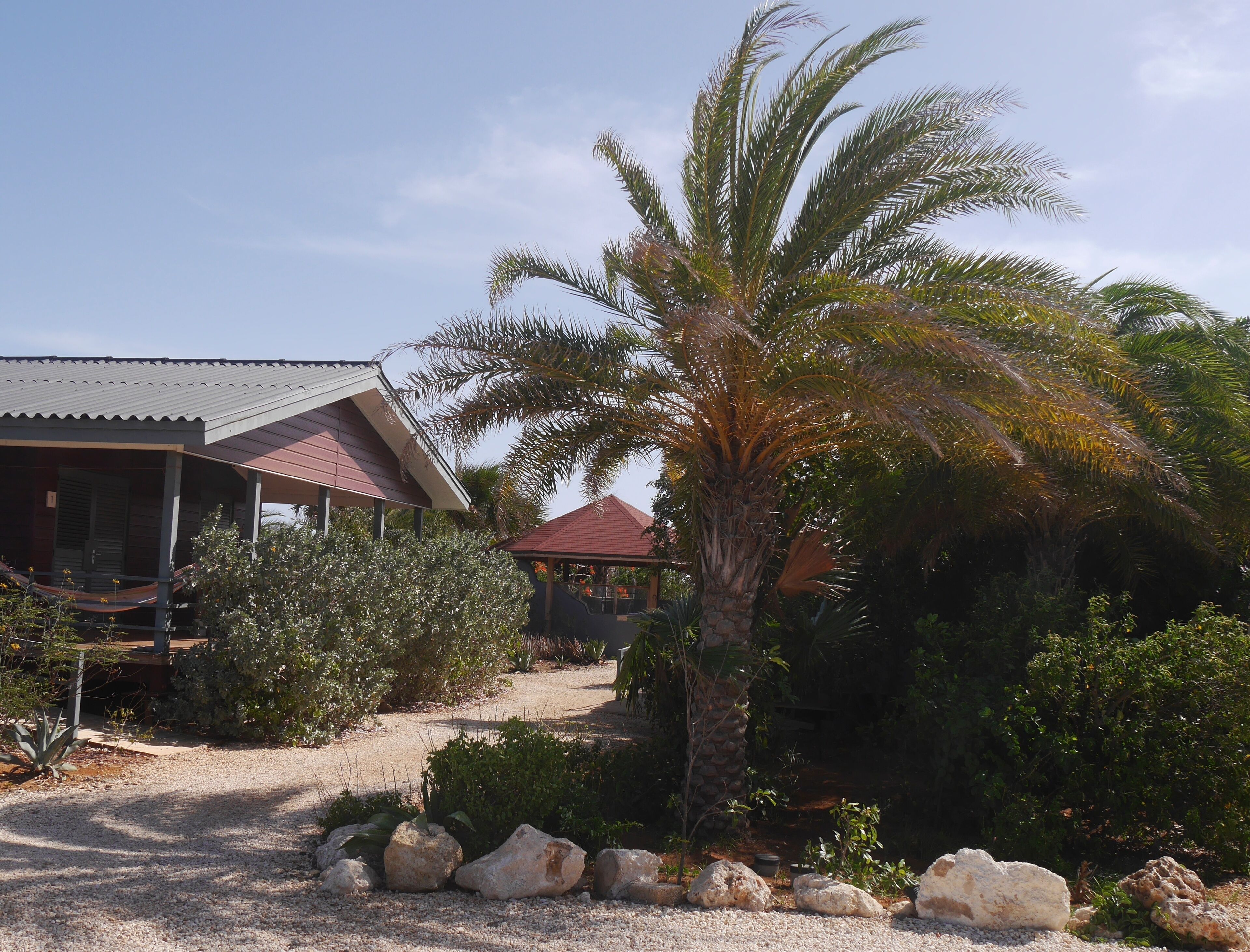 A house with a covered porch and a palm tree in the garden.