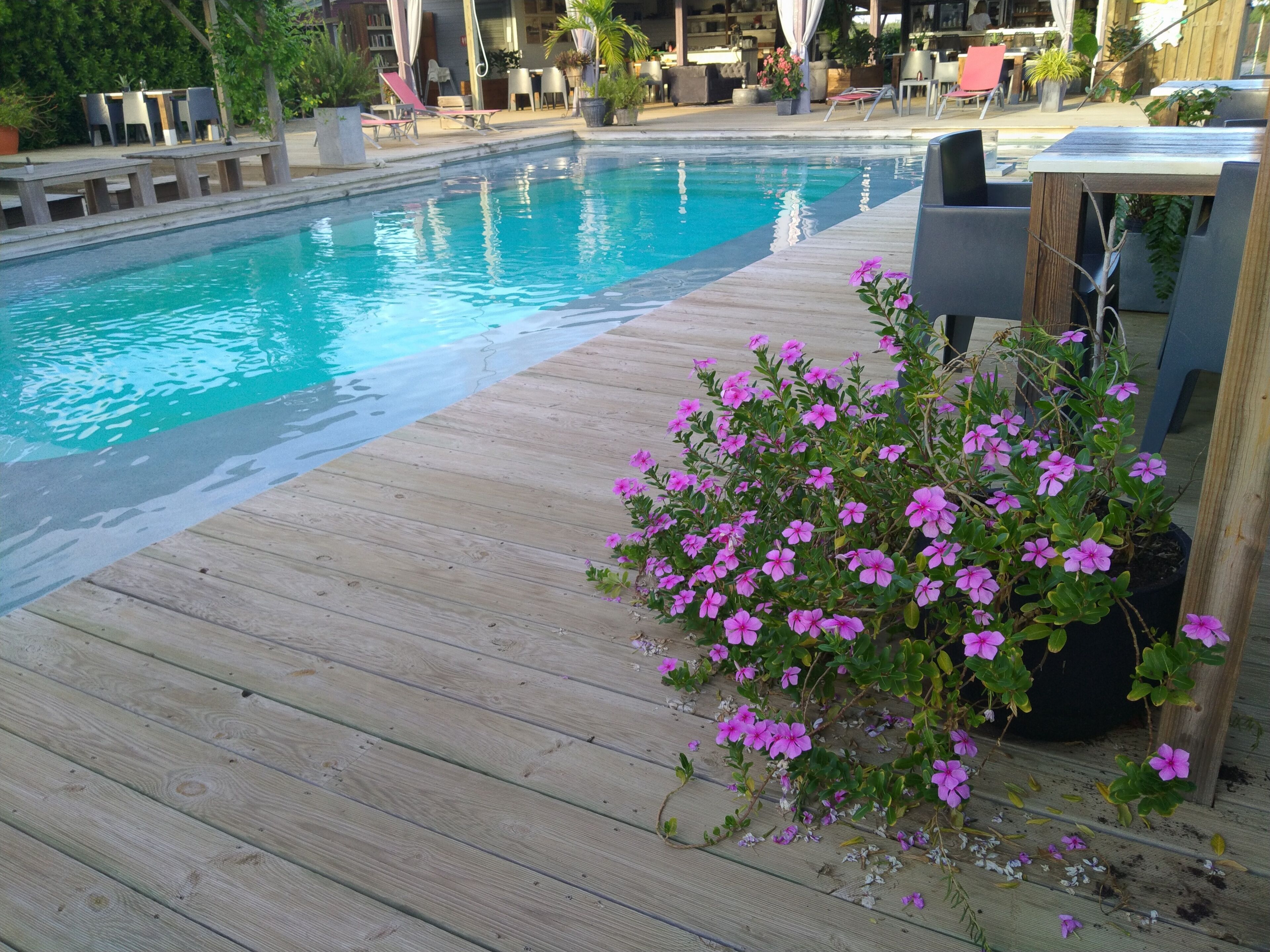 A wooden deck with a pool, lounge chairs, and a potted plant with pink flowers.