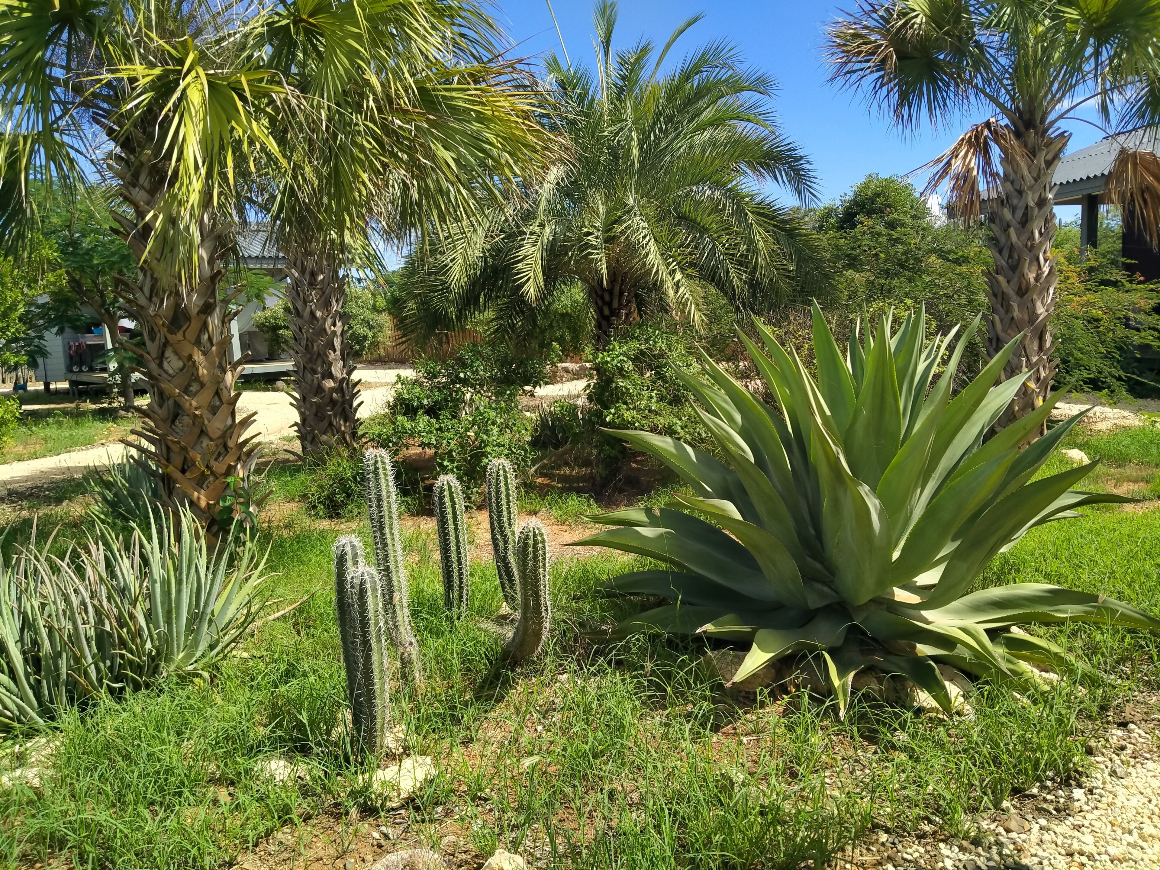 A garden with various plants including cacti and palm trees.