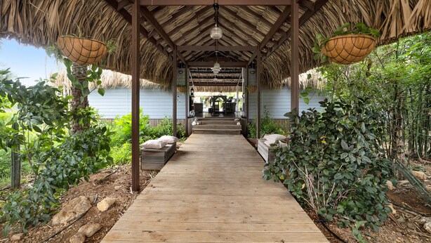 A wooden pathway leading to a covered area with a thatched roof, surrounded by greenery and plants. - Red Palm Village (Kralendijk)