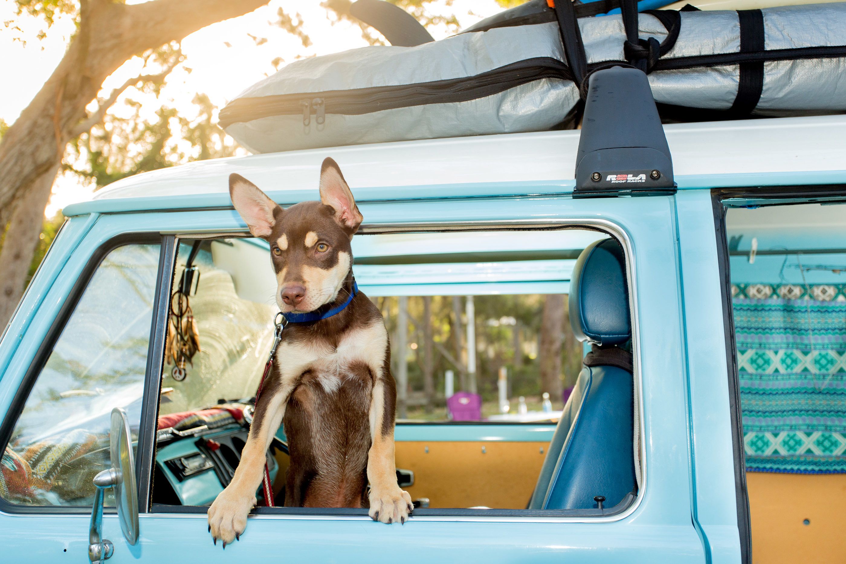 A dog sitting in the driver's seat of a vintage blue car with a surfboard on the roof.