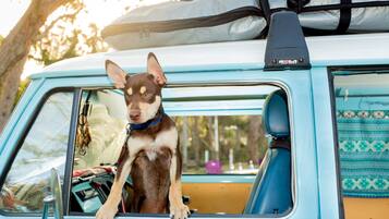 A dog sitting in the driver's seat of a vintage blue car with a surfboard on the roof.