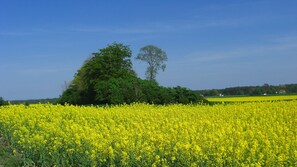 Ett fält med gula blommor och ett stort träd i bakgrunden.