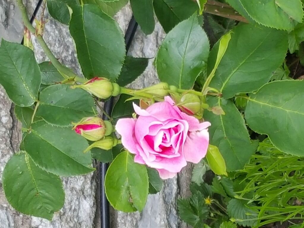 Una rosa rosa en plena floración, con hojas verdes y un muro de piedra al fondo.