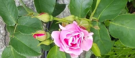 Una rosa rosa en plena floración, con hojas verdes y un muro de piedra al fondo.