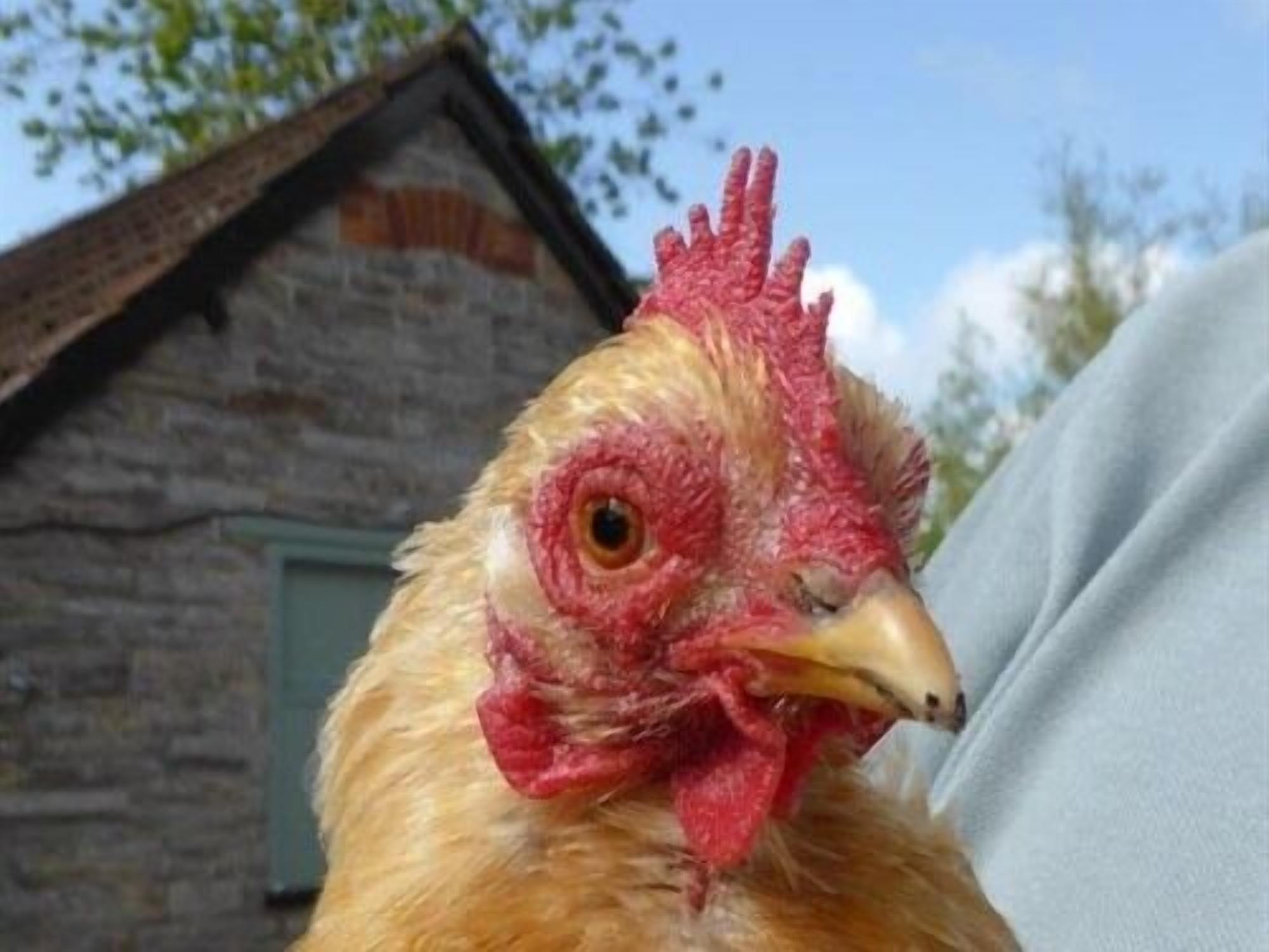 A close-up of a chicken with a red comb and yellow beak, standing in front of a stone building with a green door.