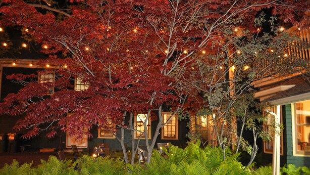 A traditional building with a dark facade, large windows, and a well-maintained garden with red-leafed trees and green ferns. - Holman's Heritage Suites (Summerside)