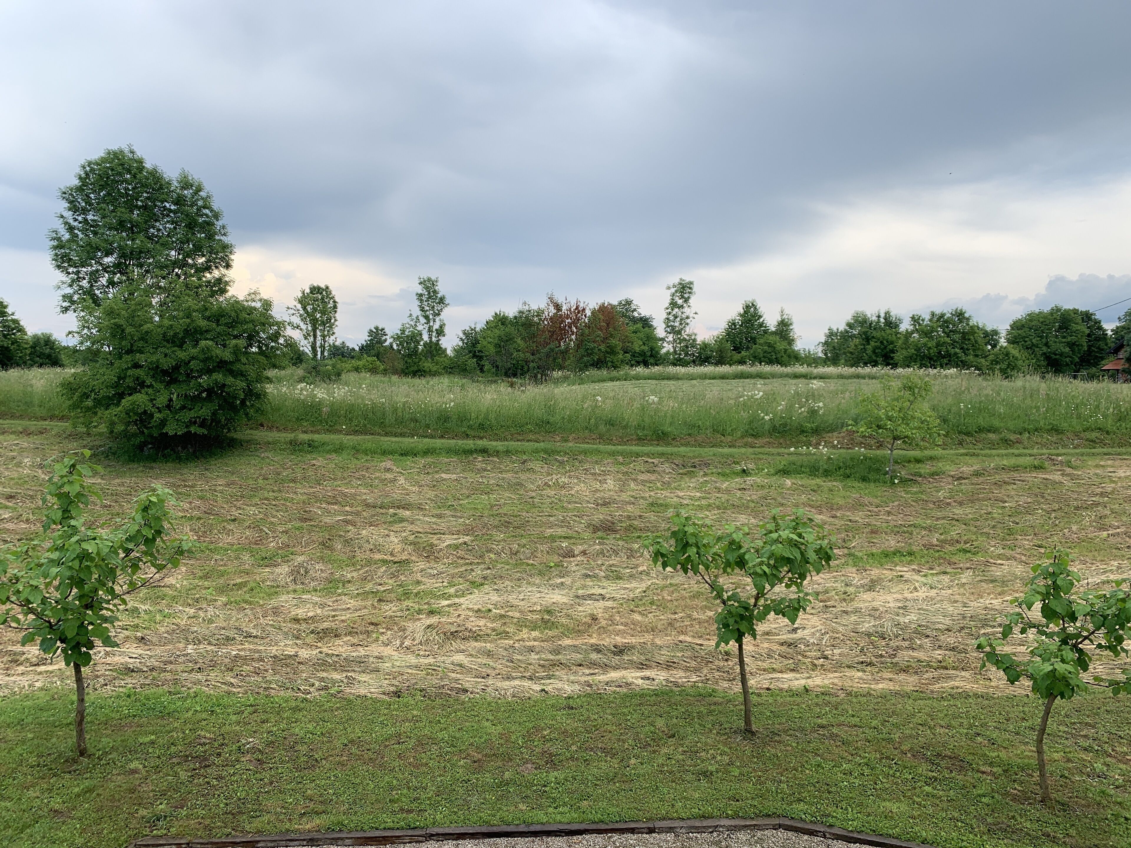 A grassy field with a few small trees and a larger tree in the distance.