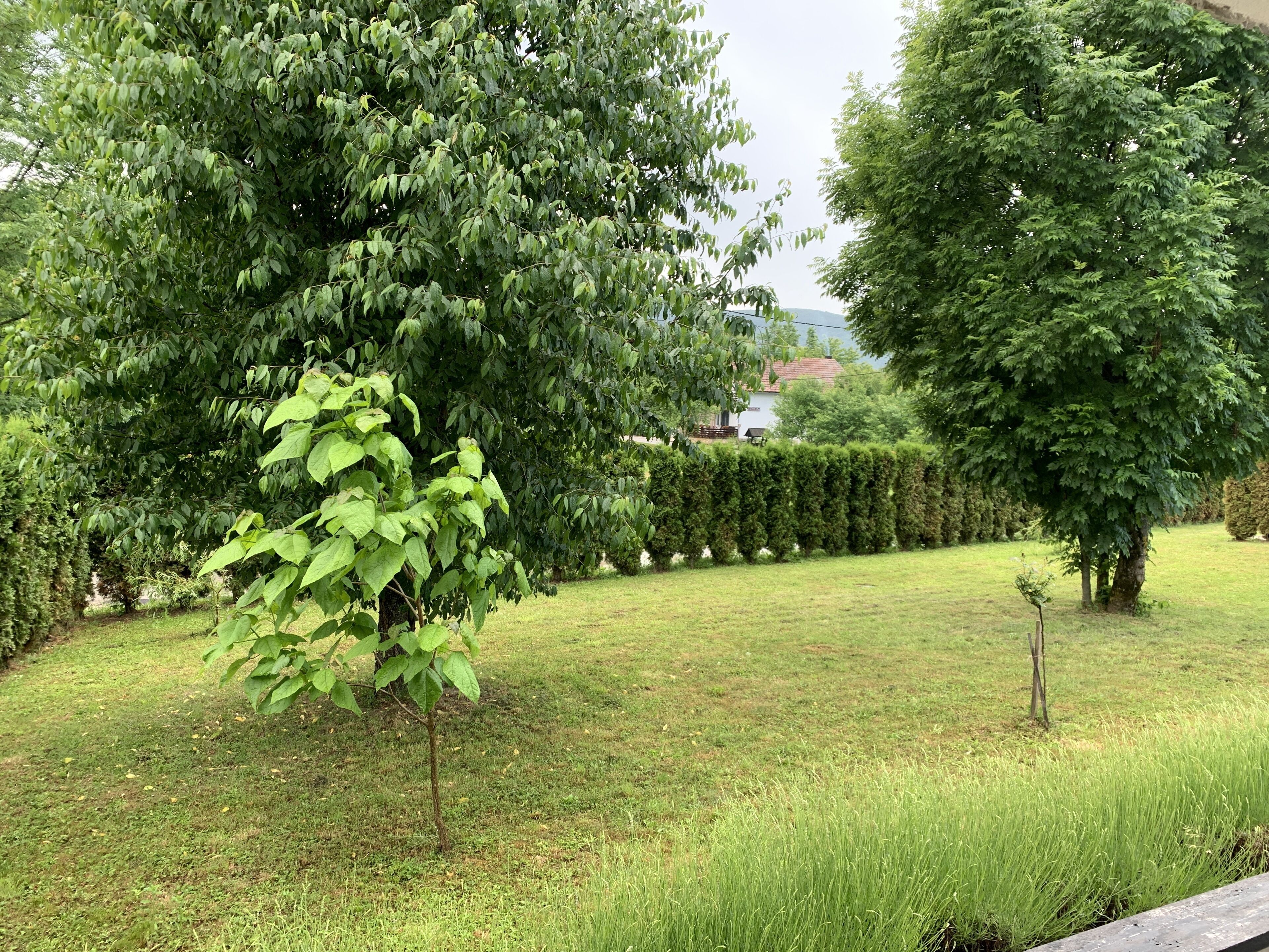Un jardín bien cuidado con diversos árboles, un seto ordenado y un césped frondoso.