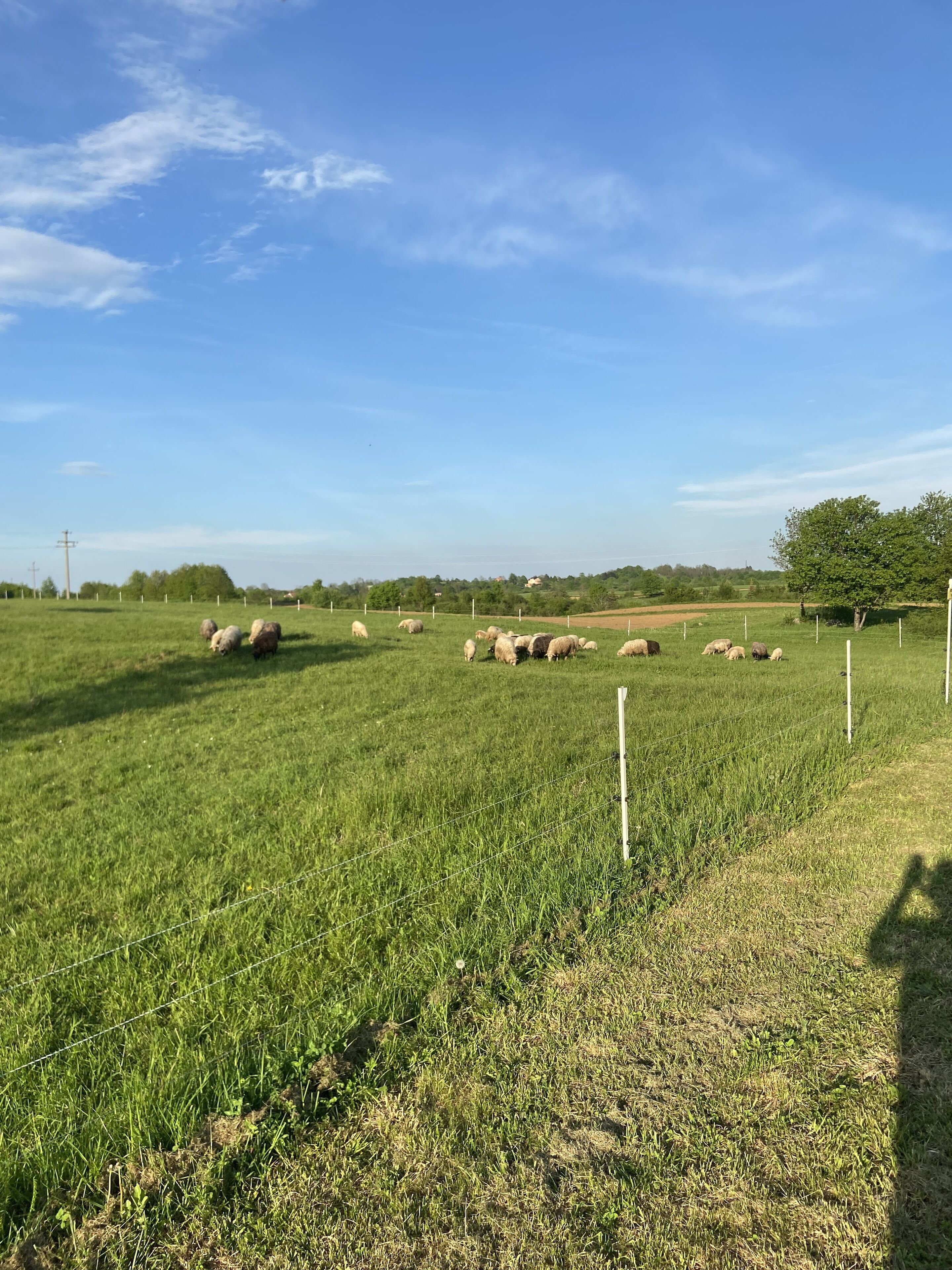 Un campo cubierto de hierba con una cerca y algunos árboles al fondo.
