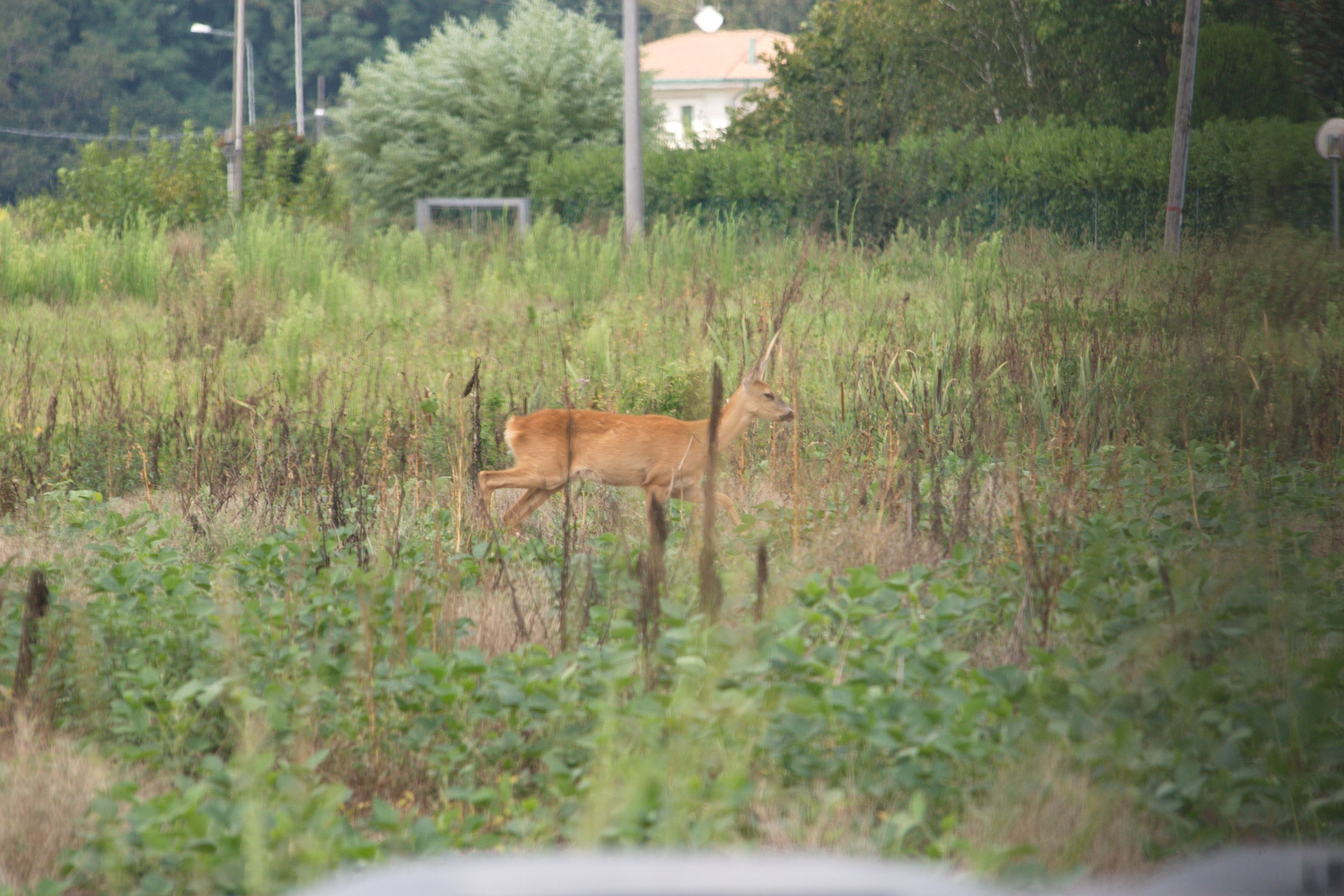 A deer in a grassy field with a house and trees in the background.