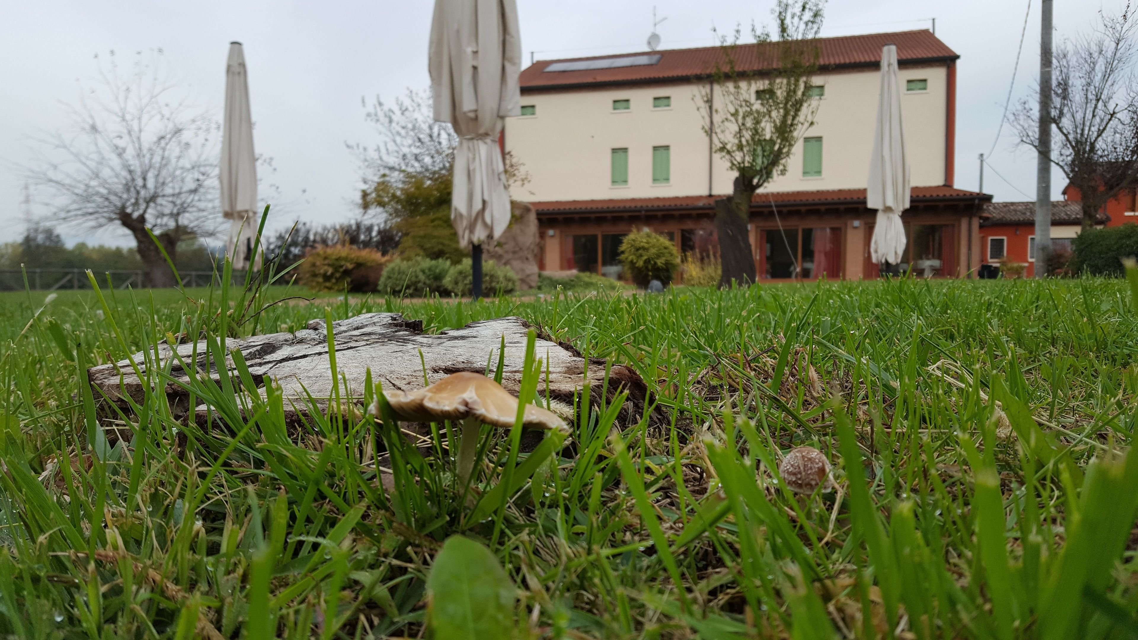 A grassy area with a large log and mushrooms, a building with multiple windows and a red roof, and several umbrellas in the background.