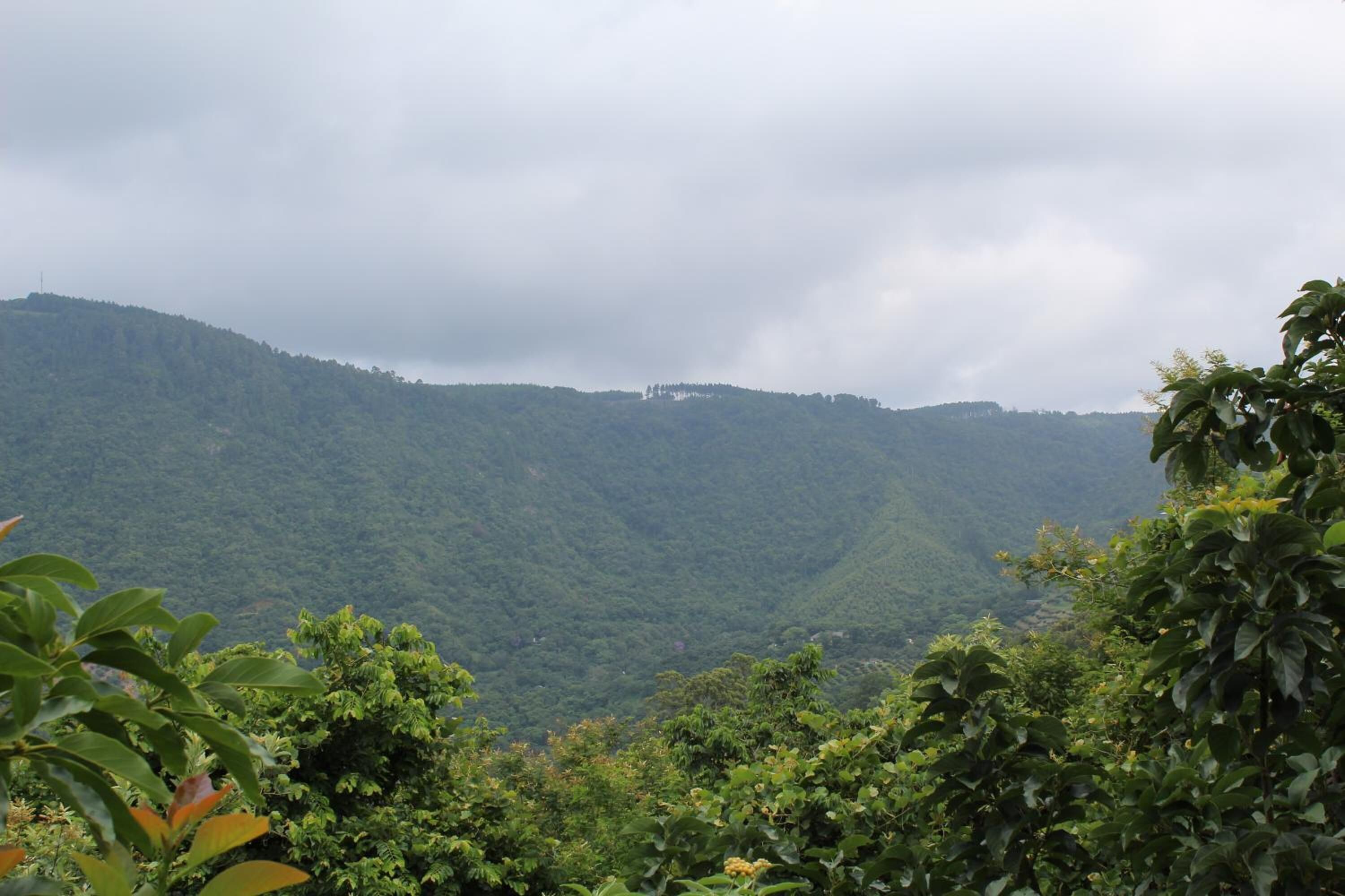 A lush green valley with dense vegetation and a cloudy sky.
