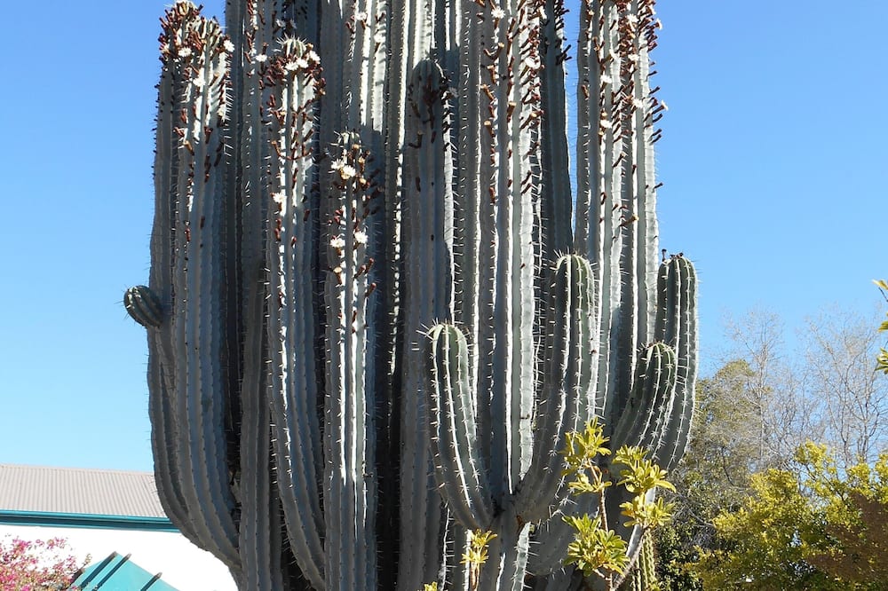 Obesa Lodge
