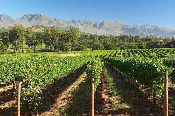Property grounds - Elgin Vintners Manor House (Grabouw)