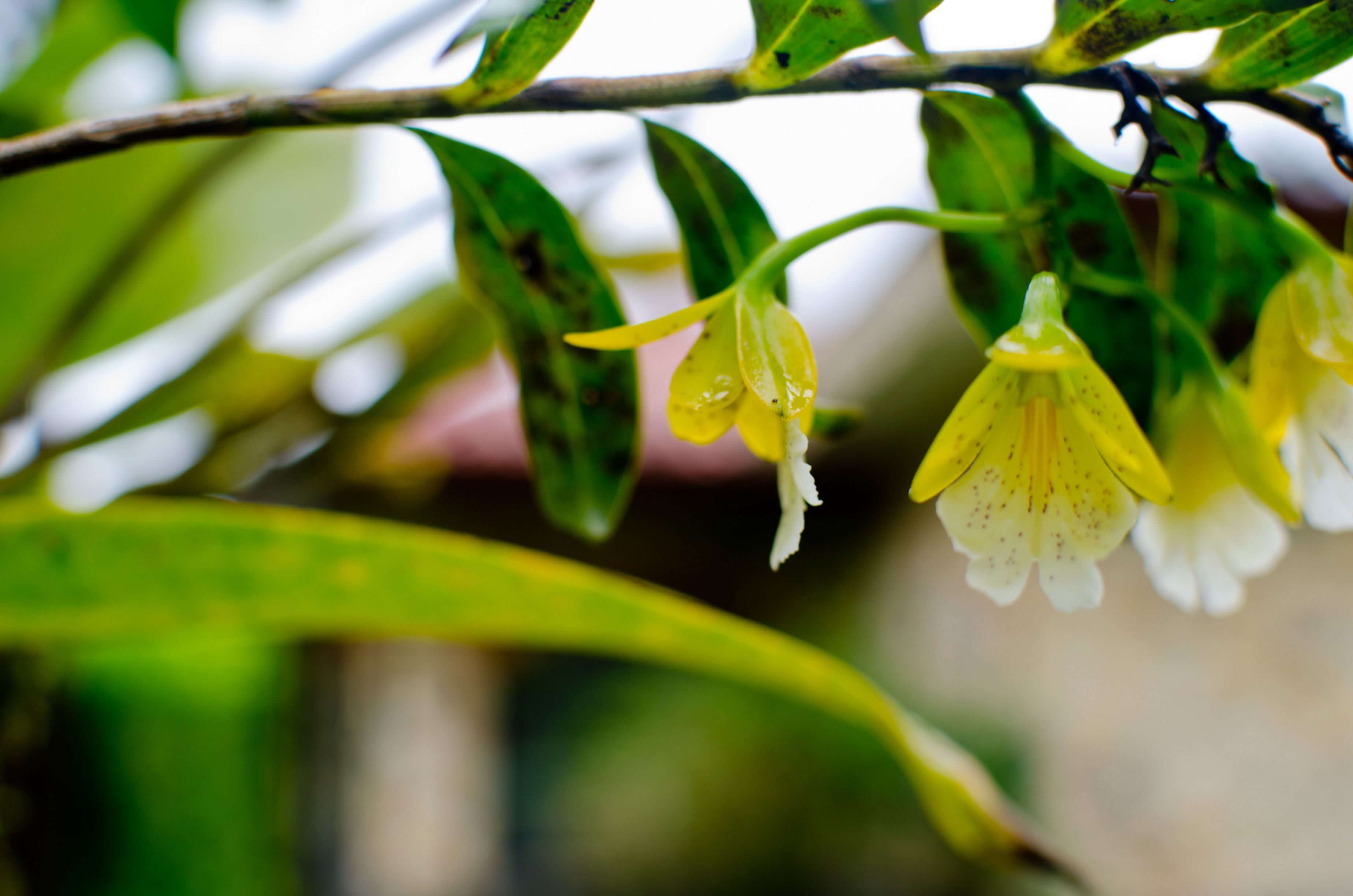 A close-up of a plant branch with green leaves and yellow flowers.