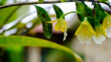 A close-up of a plant branch with green leaves and yellow flowers.