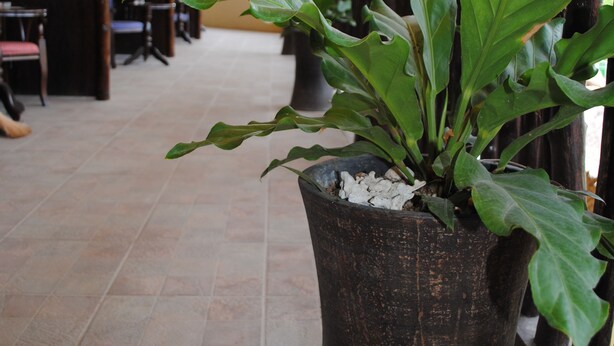 A potted plant in a dark pot, a tiled floor, and wooden chairs and tables in the background. - Captain's Lodge and Bar (Panglao)