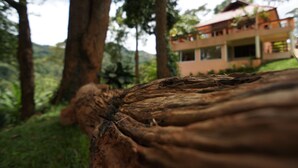 A tree trunk in the foreground with a house in the background.