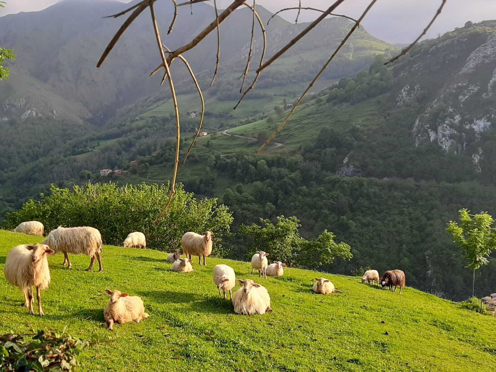 Photo - Hotel Rural El Rexacu