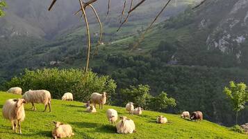 Una ladera con ovejas pastando, rodeada de exuberante vegetación y montañas.
