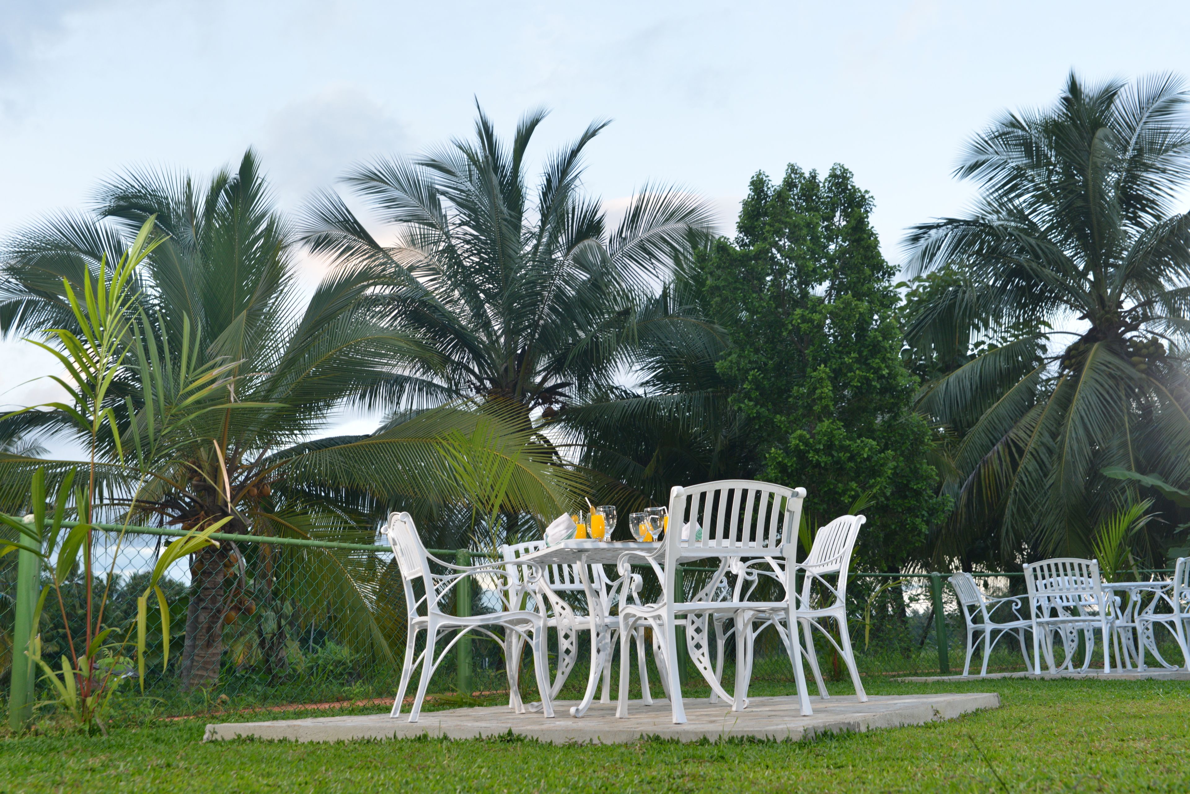 An outdoor seating area with white metal chairs and tables, surrounded by lush greenery and palm trees.