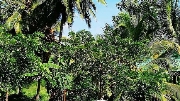 Un jardín con zona de estar exterior blanca rodeada de exuberante vegetación y palmeras.