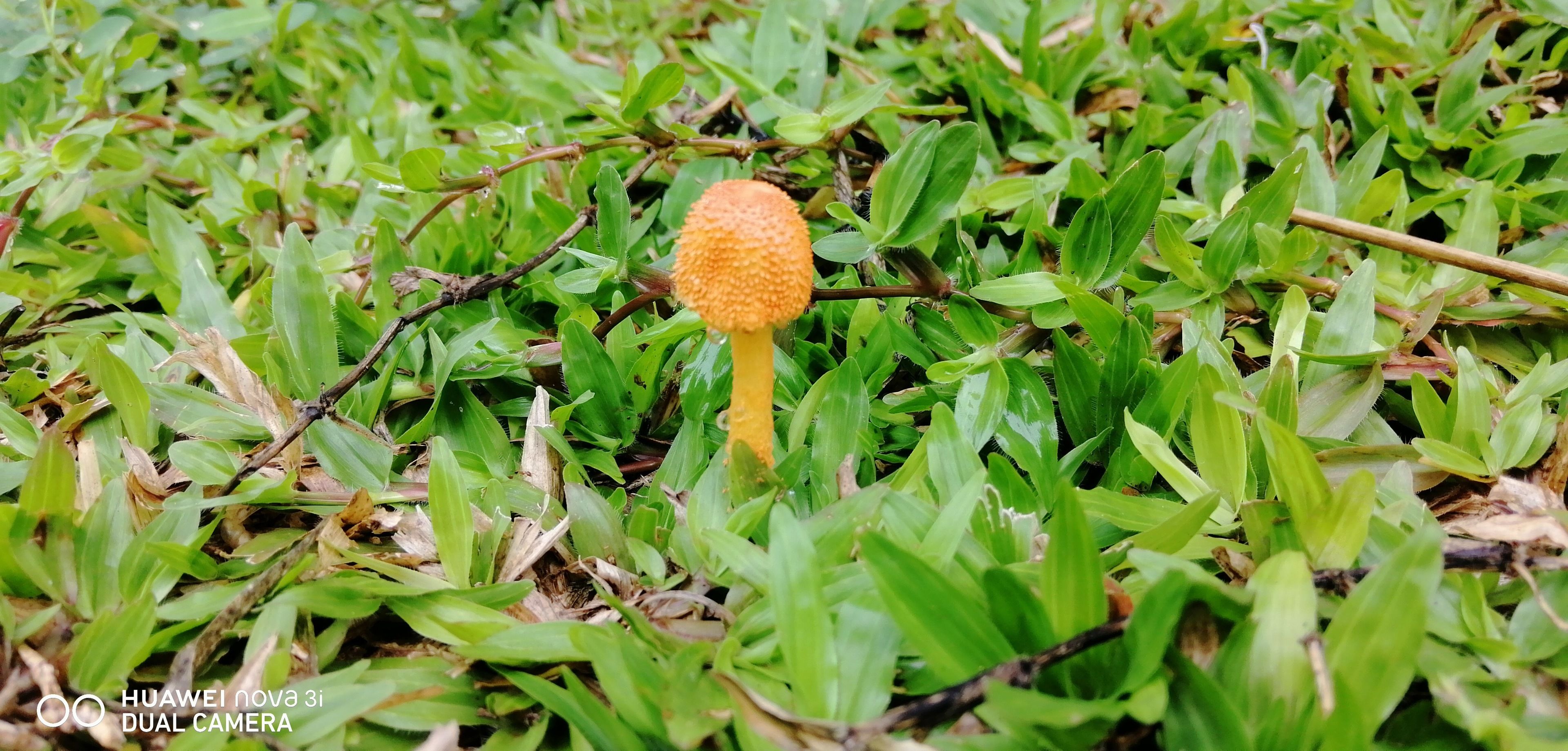 A mushroom growing among green foliage.