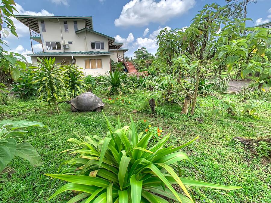 Un jardín exuberante con diversas plantas y una gran roca en el centro.