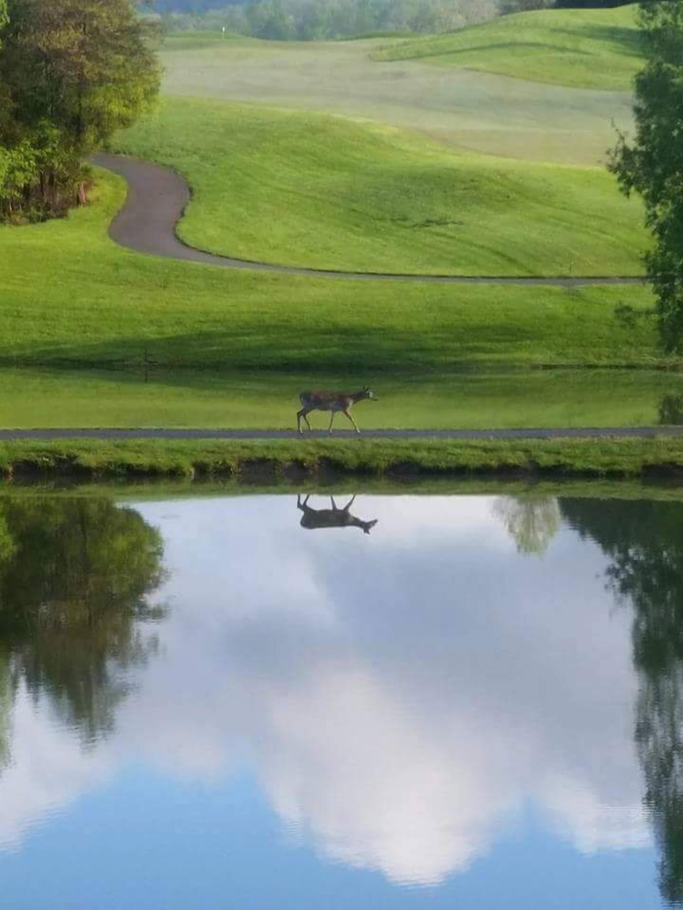 A deer walking across a field with a road and a body of water reflecting the sky.