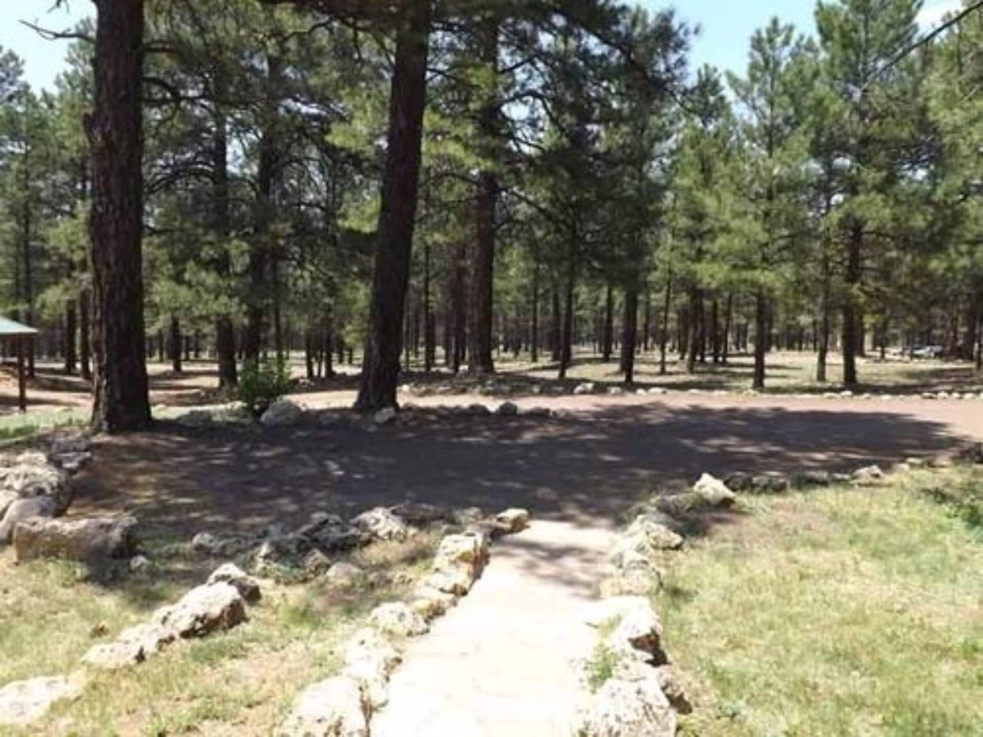 Un área boscosa con un sendero de tierra y rocas.