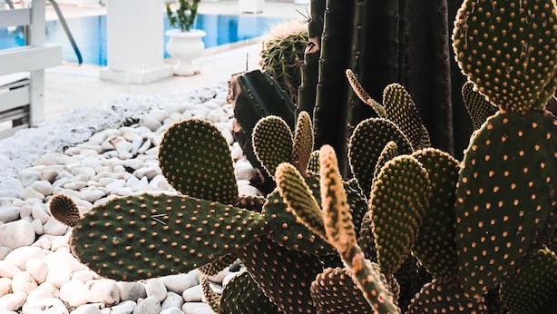 A cactus garden with white pebbles, a pool, and a building with a thatched roof. - Conny's Boutique Hotel - Adults Only (Manavgat)