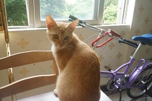 Un gato sentado en una silla frente a una ventana, con una bicicleta al fondo.