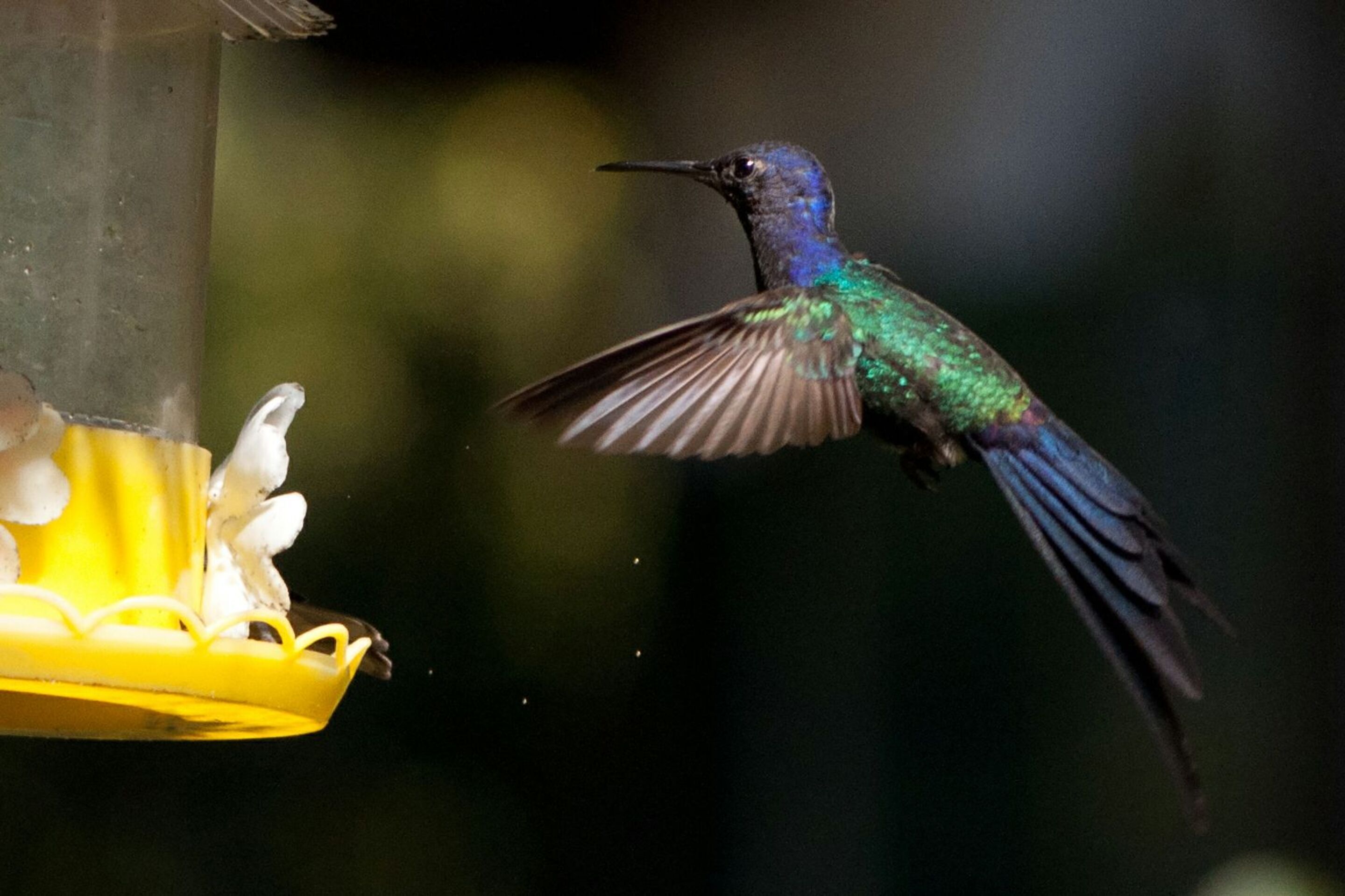 Photo - Hotel Bucsky