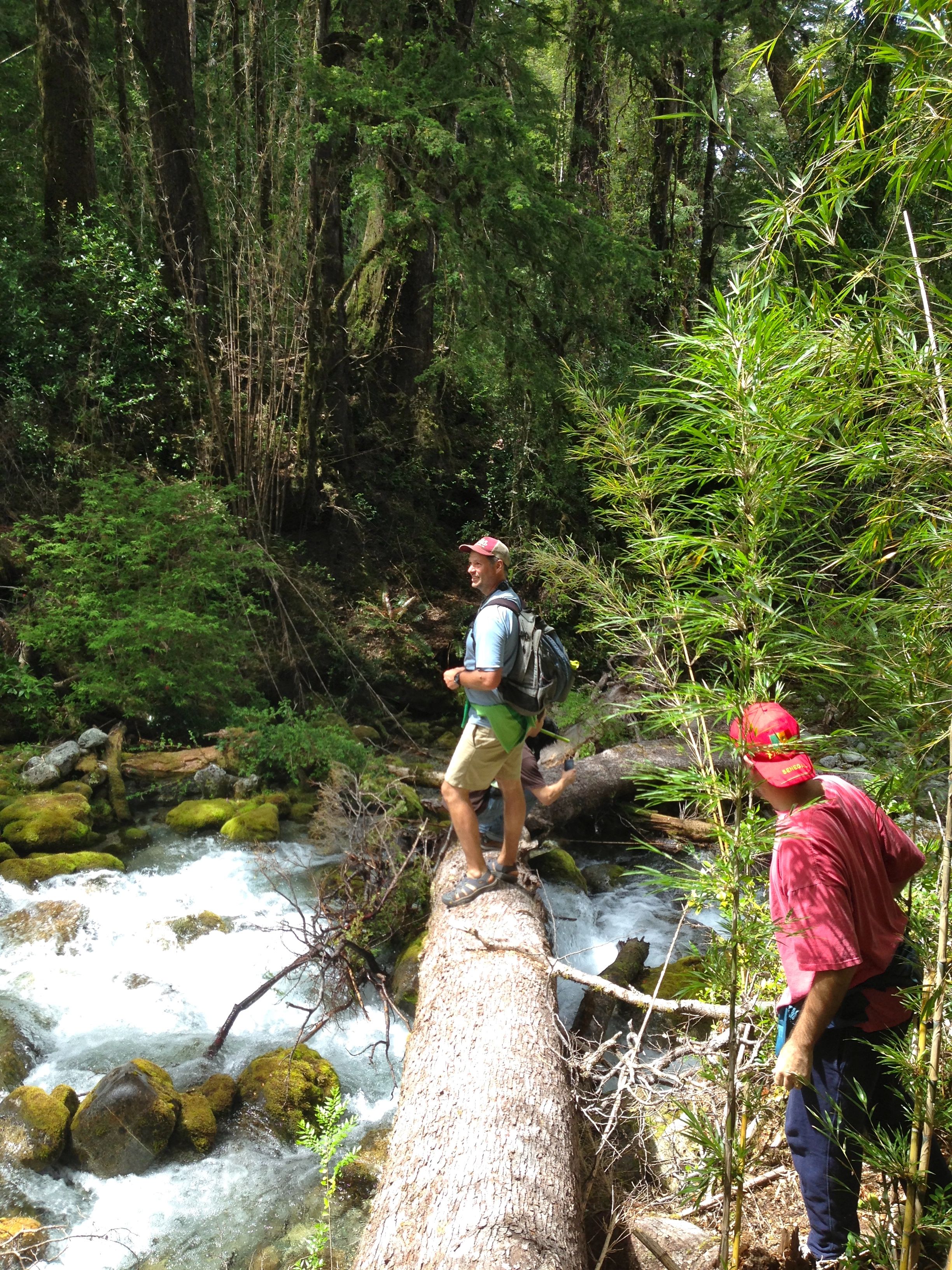 A person standing on a log over a flowing river in a forested area.