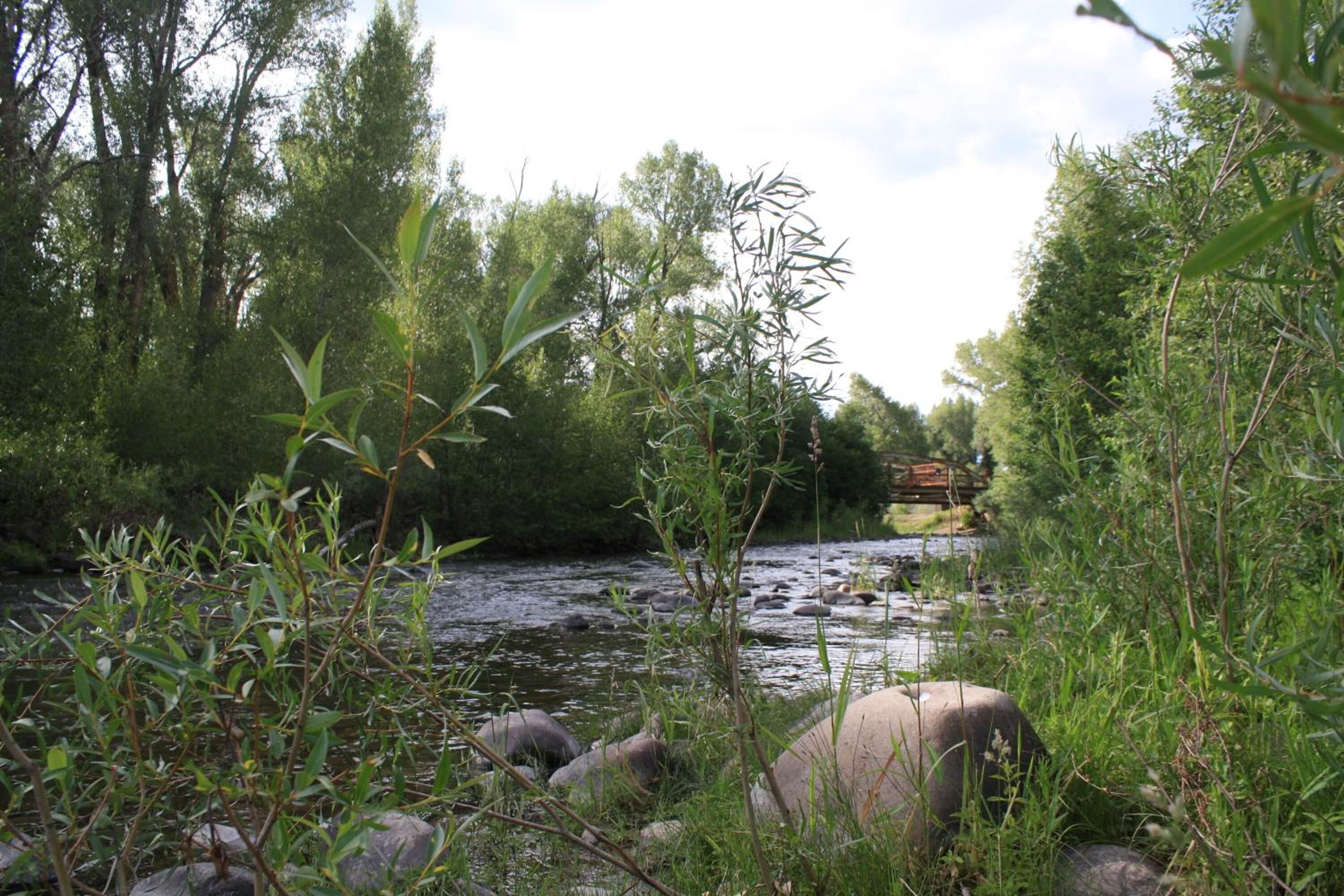 A river with rocks and vegetation.